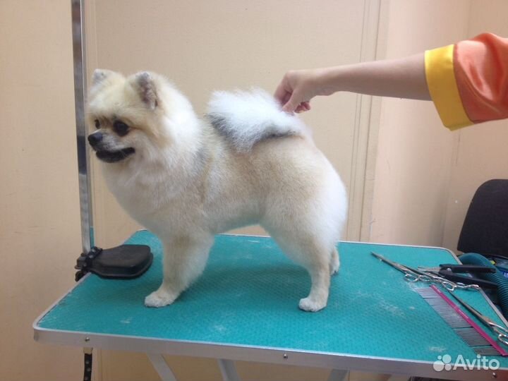 Стрижка собак и кошек