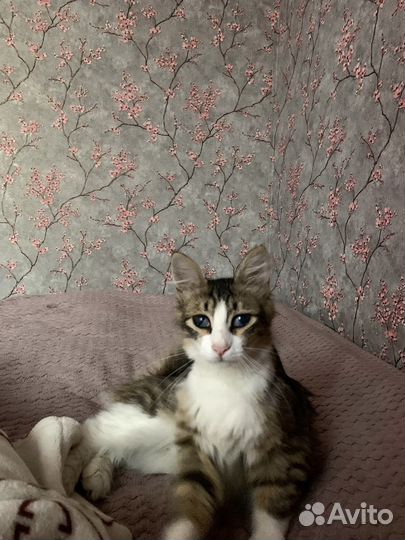 Кошки в добрые руки даром