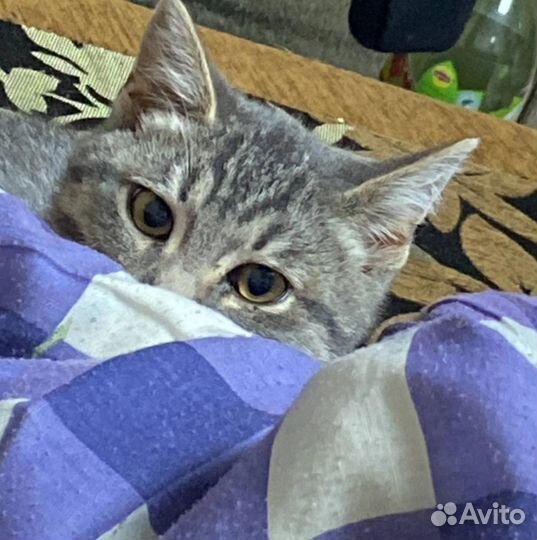 Котик Марсель в дар