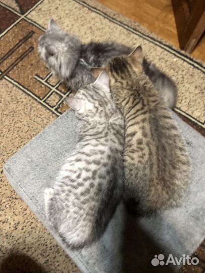 Бенгальские котята