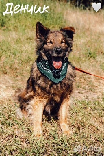 Собака в добрые руки