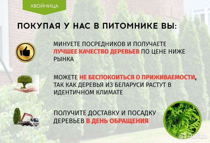 Туя Смарагд,Брабант,Колумна