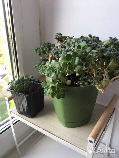 Аихризон дерево любви