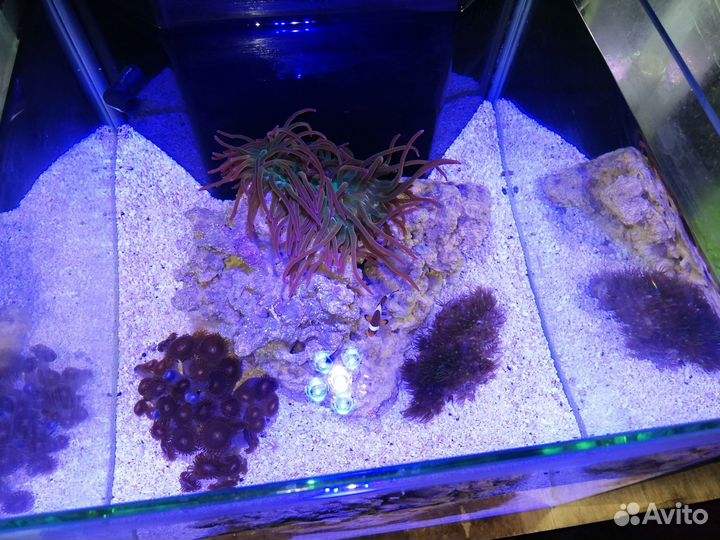 Морской аквариум (миник)