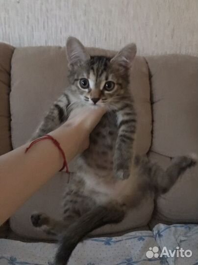 Отдам в добрые руки