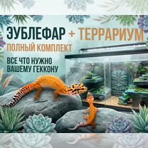Эублефар с готовым комплектом для содержания, Москва
