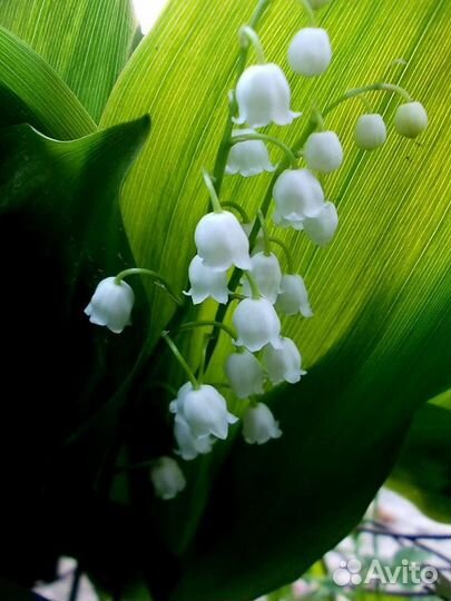 Ландыш садовый