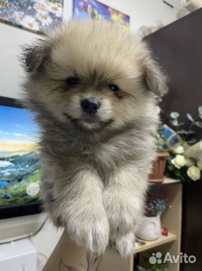 Щенки немецкого шпица