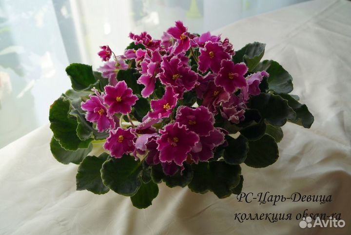 Фиалки детки