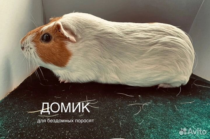 Морские свинки в добрые руки