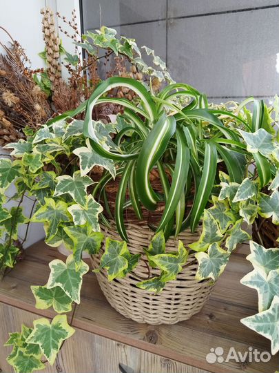 Плющ хедера