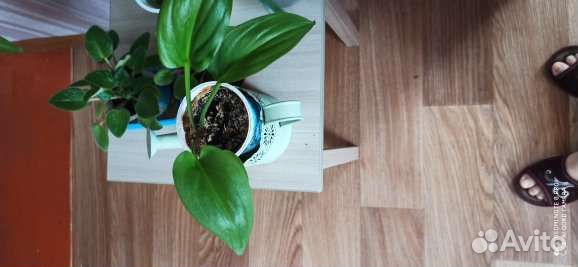 Комнатные цветы