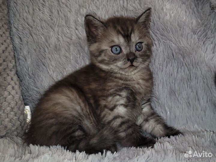 Продаю котенка