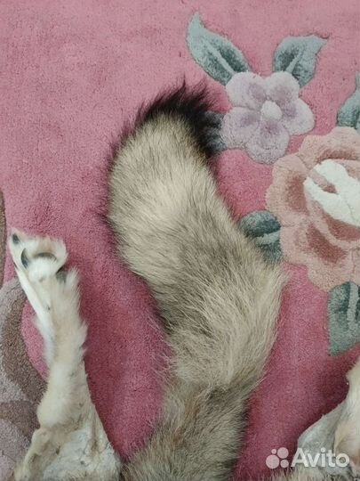 Шкурка волка