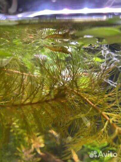 Улитки хилены аквариумные рыбки и растения