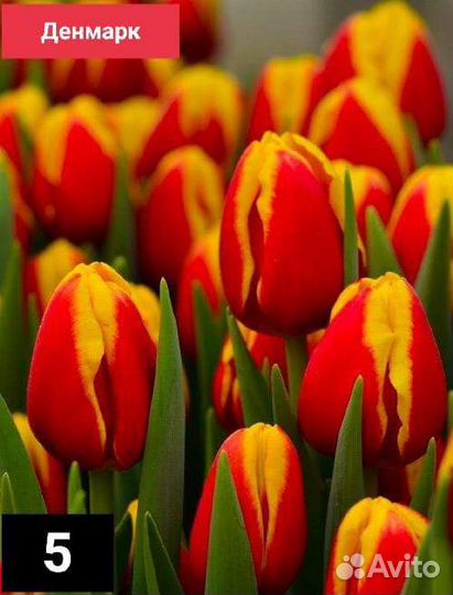 Луковицы тюльпанов и луковицы гладиолусов