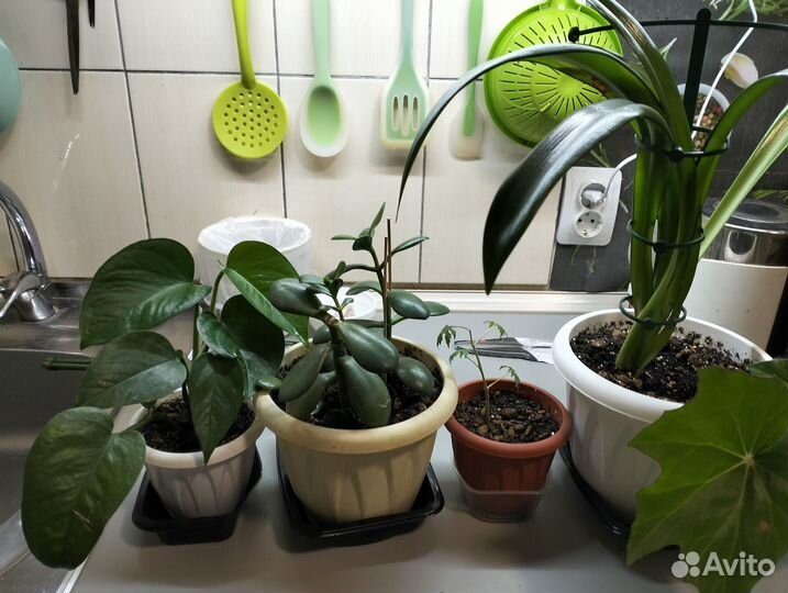 Комнатные растения