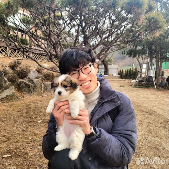 Корейский язык с носителями (дистанционно)