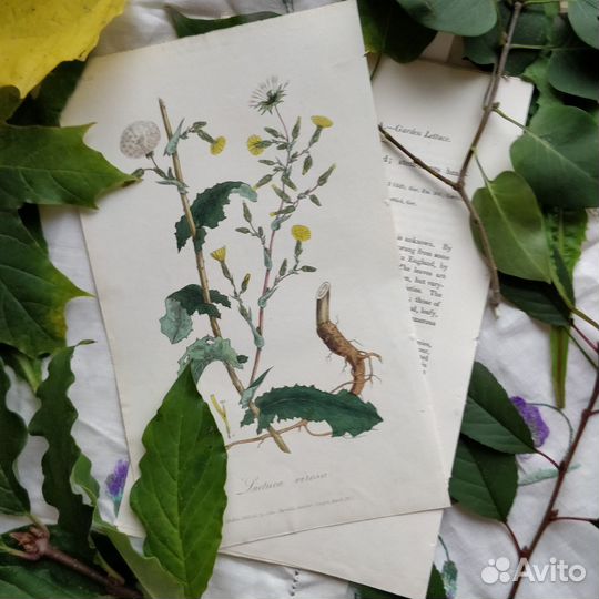 Антикварные ботанические гравюры 1808 Англия