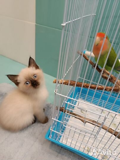 Тайские котята