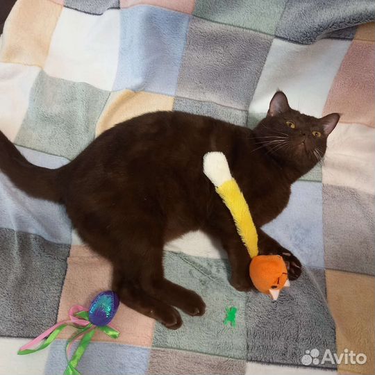 Коты в добрые руки 2 года