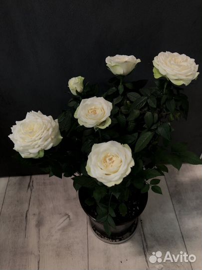Роза в горшке,комнатные цветы