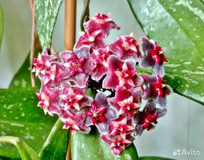 Хойи Взрослые. Пубикаликс