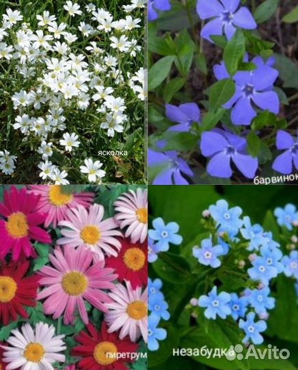 Цветы многолетние