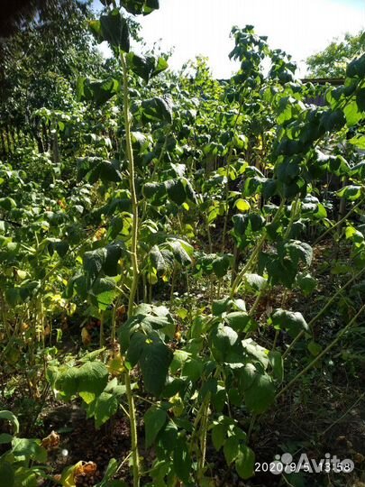 Кусты крыжовника,жёлтой малины, ежевики, абрикоса