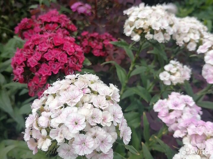 Вербена турецкая гвоздика