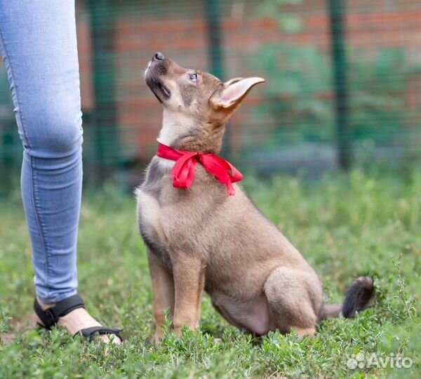 Щенок Тилли (девочка) в дар