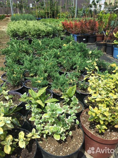 Декоративные растения для сада