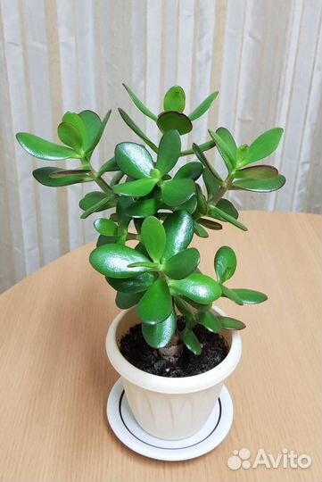 Замиокулькас и крассула (денежные деревья)