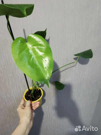 Монстеры Делициоза, Адансона