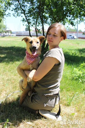 Собака в добрые руки