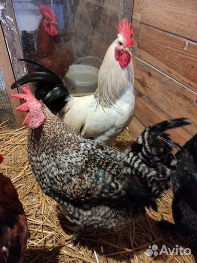 Молодые петухи