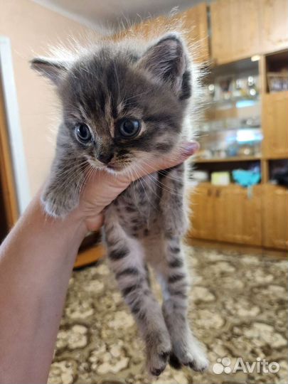 Котята в добрые руки бесплатно