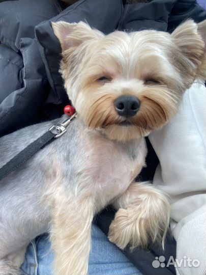 Йоркширский терьер вязка