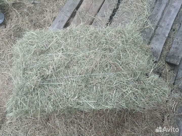 Сено в тюках свежее