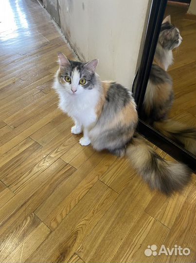 Кошка