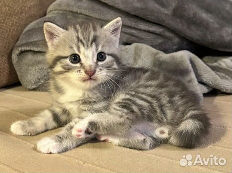 Британские котята в дар