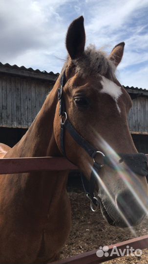 Навоз-перегной