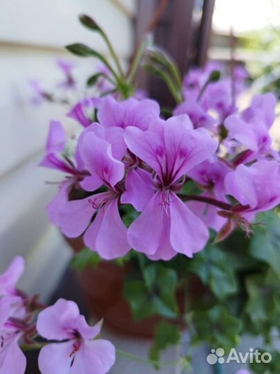 Плющелистная пеларгония