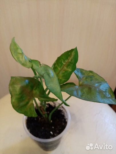 Сциндапсус, филодендрон,сингониум