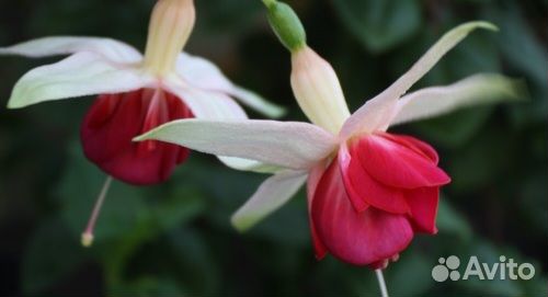 Нет пока в продаже. Бальзамины махровые, Фуксии