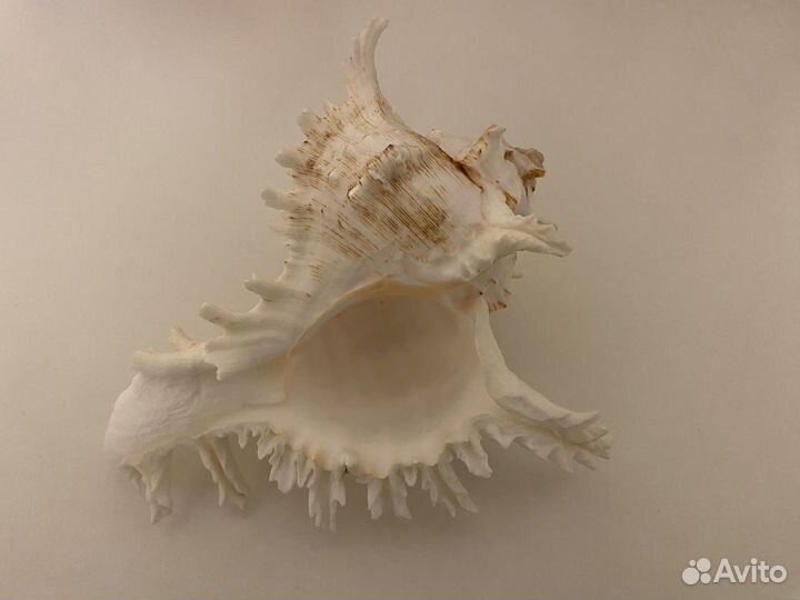 Морские ракушки раковины