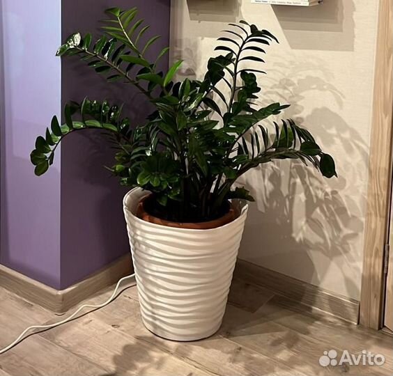 Замиокулькас