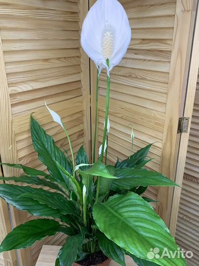 Спатифиллум