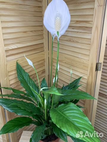 Спатифиллум
