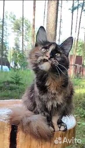 Кошки мейн-кун